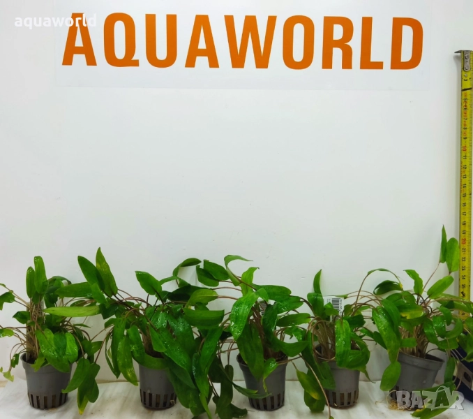 "ПРОМОЦИЯ" Криптокорина – Cryptocoryne species green, снимка 1