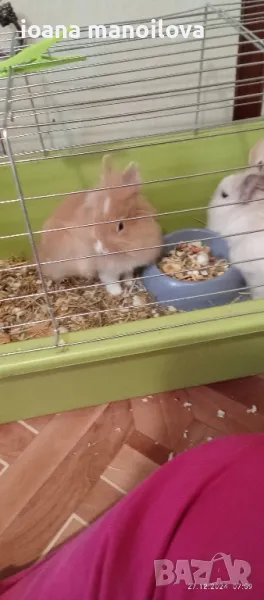 продавам декоративни зайчета , снимка 1