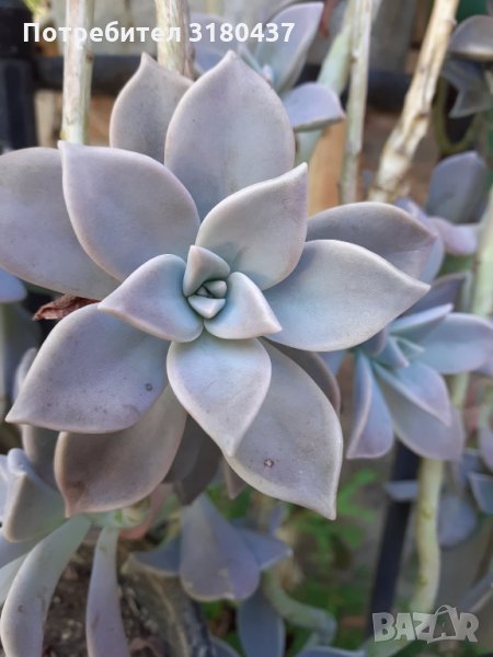 Цвете в саксийка,суколентни, снимка 1