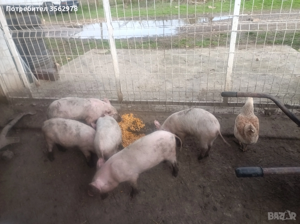 прасенца , снимка 1