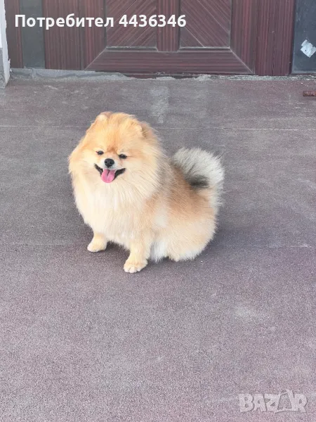 Чистокръвен Померан, снимка 1