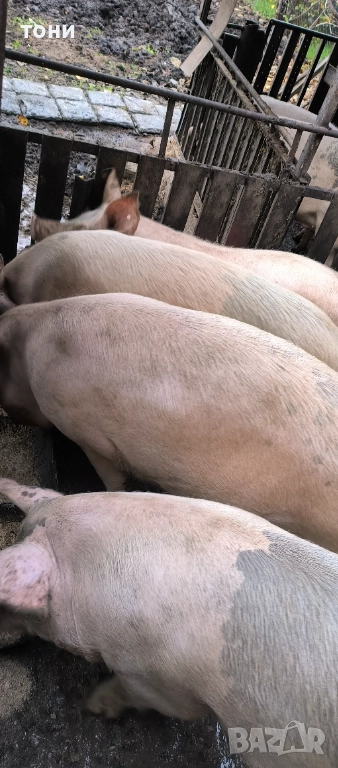 Прасета, снимка 1