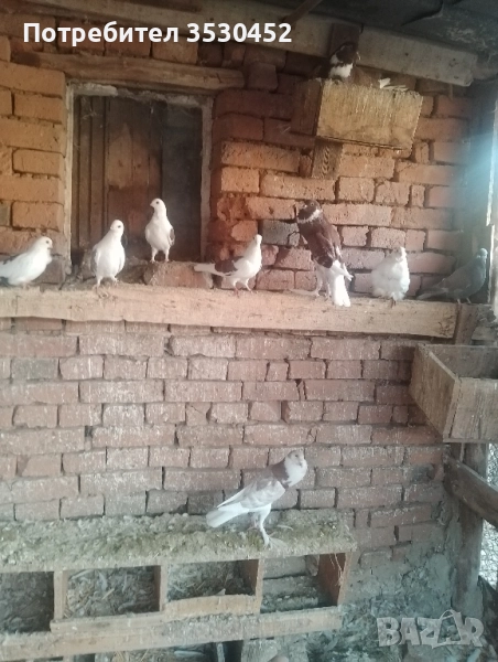 Продавам английски гушести гълъби , снимка 1