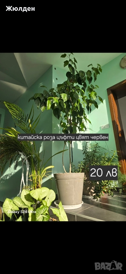 китайска роза, снимка 1