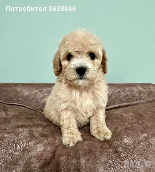 Малтипу, снимка 1