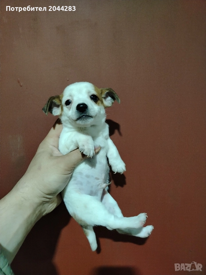 мини пинчер, снимка 1