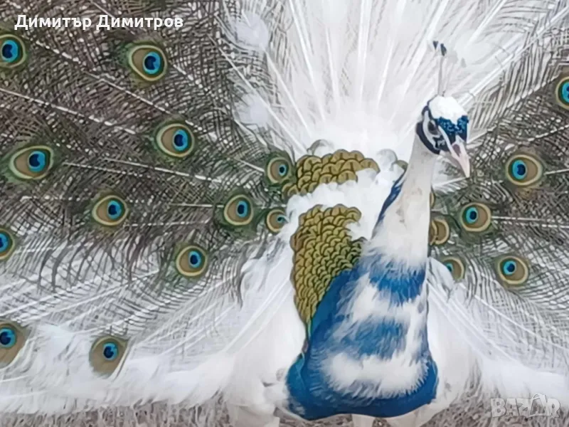 Ферма за пауни с.Сусам продава 26 разновидности пауни на различна възраст, снимка 1