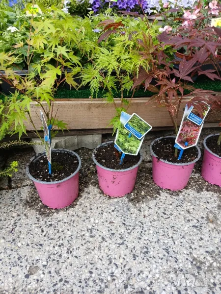 Ацер , снимка 1