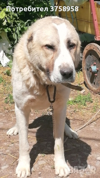 продавам мъжки алабай на почти 2г, снимка 1
