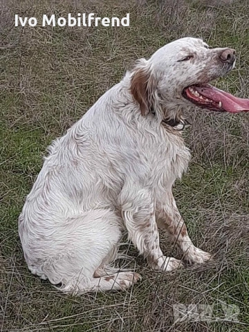 Продавам малки английски сетерчета, снимка 7 - Английски сетери - 53776304