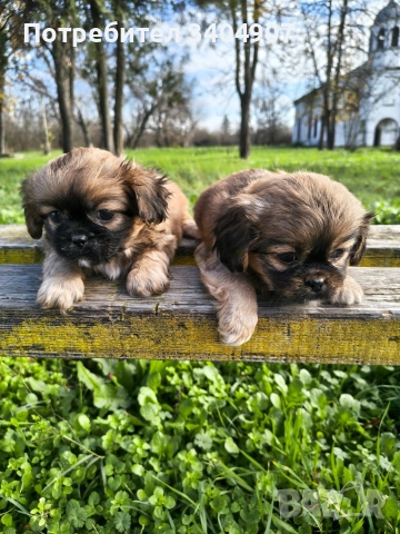 бебета Пекинез 