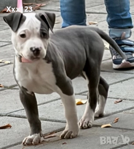 Питбулче, снимка 2 - Питбул - 52508461