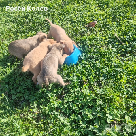 Малки Пинчерчета , снимка 7 - Пинчер - 52789126