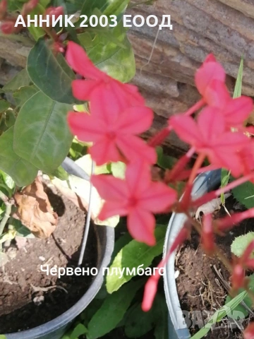 Стайни цветя, снимка 3 - Стайни растения - 53782364