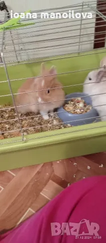 продавам декоративни зайчета , снимка 1