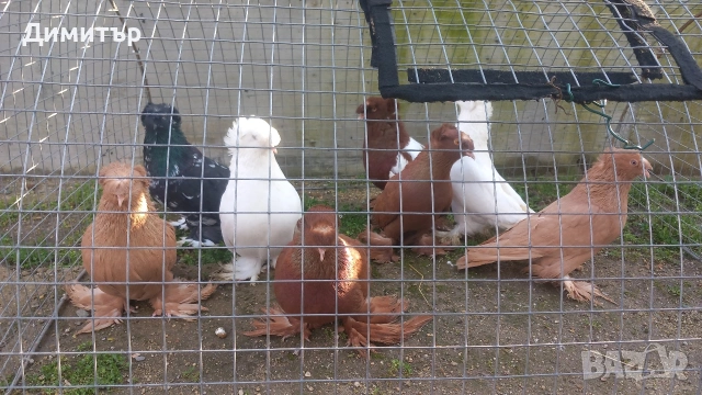 Продавам гълъби , снимка 6 - Гълъби - 50425241