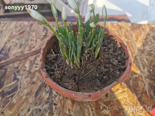 КОКИЧЕНЦА В САКСИЯ С ЛУКОВИЦИ 2801261400, снимка 4 - Градински цветя и растения - 53257522