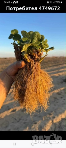 Качествен разсад  , снимка 4 - Разсади - 53770381