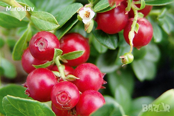 Боровинка(Червена Перла), снимка 2 - Градински цветя и растения - 40307152