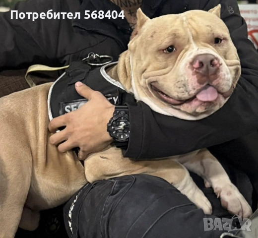 Американско були покет търси женска, снимка 14 - Търси партньор - 45256492