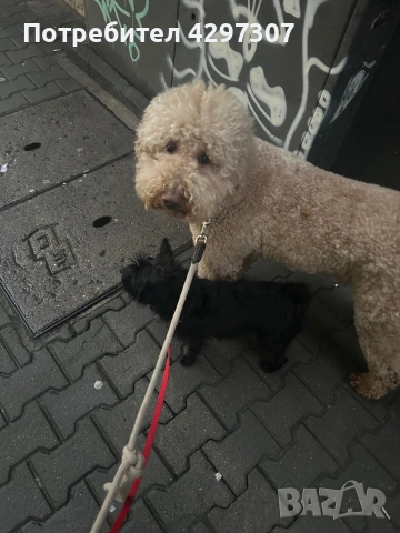Разходки на кучета и посещения по домовете в София и близките области, снимка 12 - Други услуги - 53562736