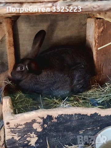 Продавам зайци, домашни, ваксинирани., снимка 2 - Други - 53260974