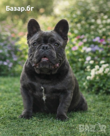 Екзотични френски булдочета , снимка 4 - Френски булдог - 53719888