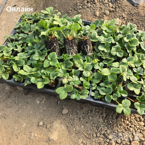 Разсад ягоди в тарелка/табла, снимка 3 - Разсади - 53593951