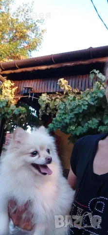 Продавам мини шпиц женски , снимка 3 - Померан - 49390436