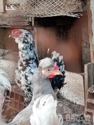 Продам пилета ,ярки млади петлета , снимка 2 - Кокошки и пуйки - 51726042