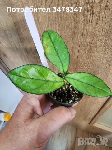 Хоя Crassipetiolata