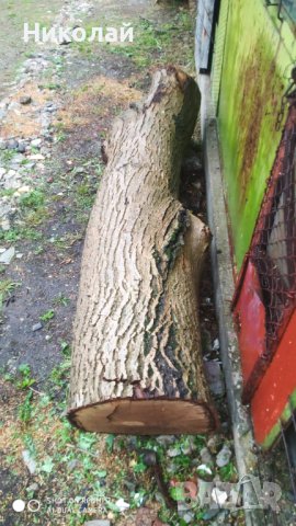  дърво орех , снимка 1