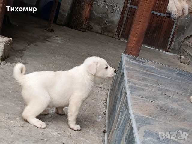 Алабай , снимка 9 - Алабай - 53407632