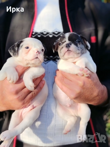 Френски булдогчета