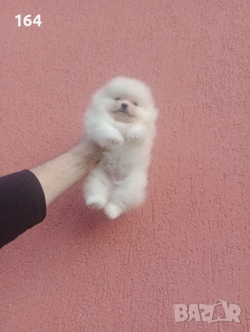 Женски Померан. Реални снимки от 08.02.26 г. Ваксина, паспорт и обезпаразитена. Отлично физическо и , снимка 3 - Померан - 53351147