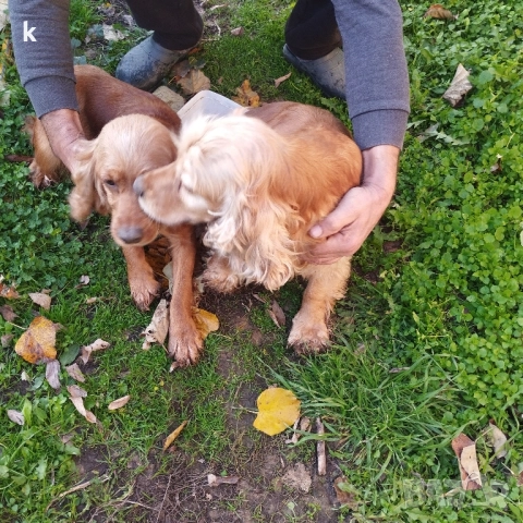 Женски Кокер Шпаньол, снимка 9 - Кокер шпаньол - 52431543