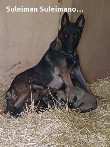 Продава се малко кученце мъшко на 36 дена 250 лв, снимка 5 - Белгийска овчарка - 52869965