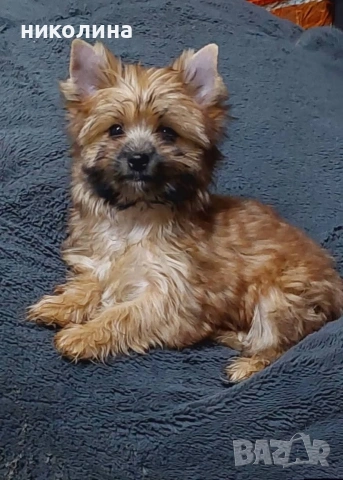 Йоркширски териер 