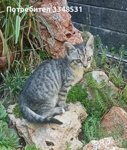 Коте на около два месеца търси дом