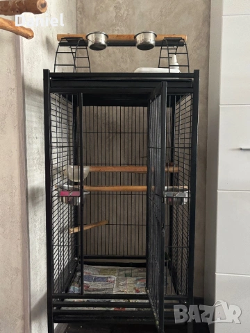 Амазонски папагал , снимка 4 - Папагали - 53760565