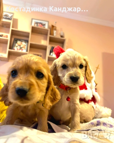 Чистокръвни Кокер Шпаньол кученца, снимка 10 - Кокер шпаньол - 52372383