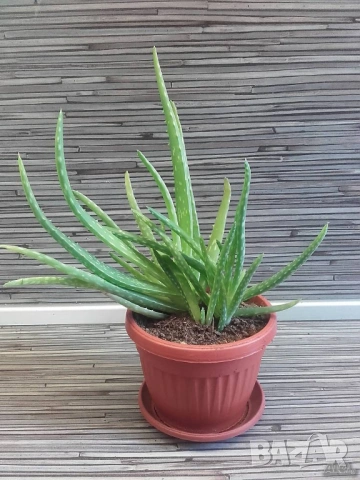 растение Алое 