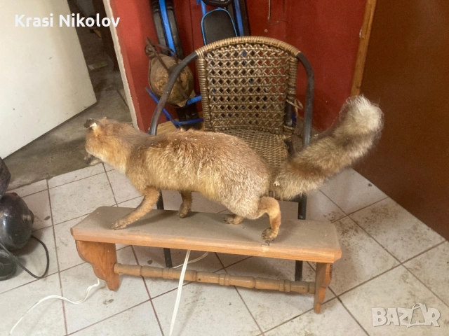 Препарирана. Лисица