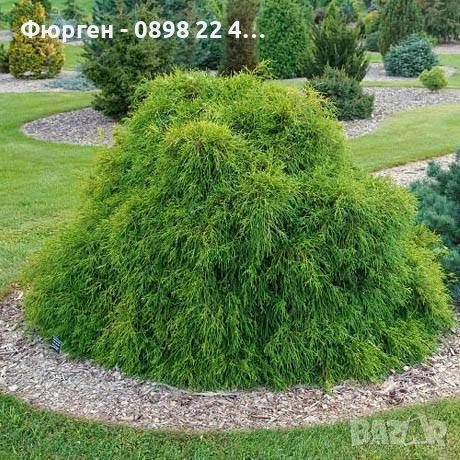 Лъжекипарис Нана – Chamaecyparis Filifera Nana