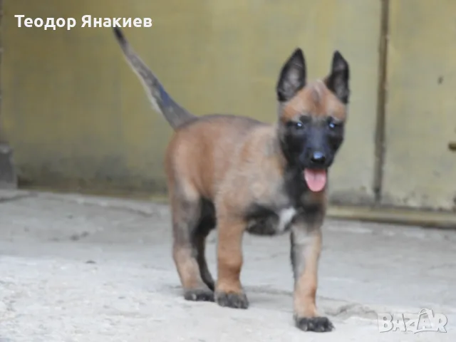 Белгийска овчарка, снимка 4 - Белгийска овчарка - 55799702