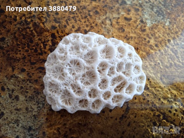 корал от индийския океан