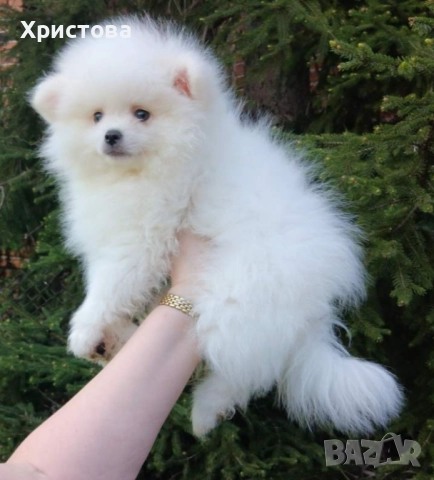 Момче на 2 месеца, снимка 2 - Померан - 52983220