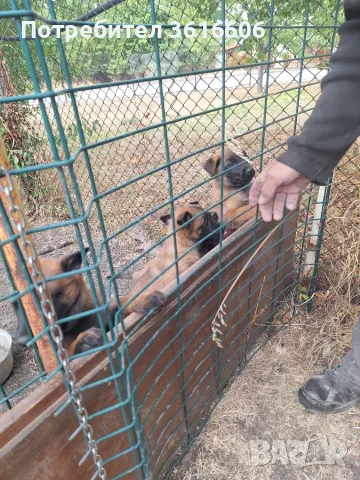 Белгийски овчарки