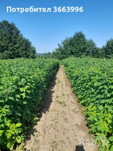 Продавам елитен разсад ягоди и малини , снимка 17 - Разсади - 40037822