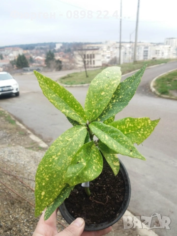 Аукуба -Aucuba, снимка 7 - Разсади - 52383950